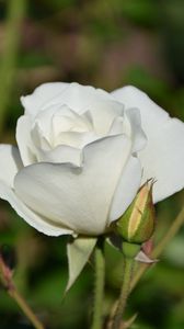 Preview wallpaper rose, bloom, bud, stem