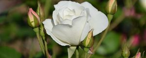 Preview wallpaper rose, bloom, bud, stem