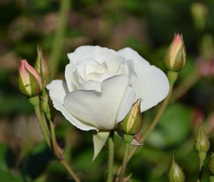 Preview wallpaper rose, bloom, bud, stem