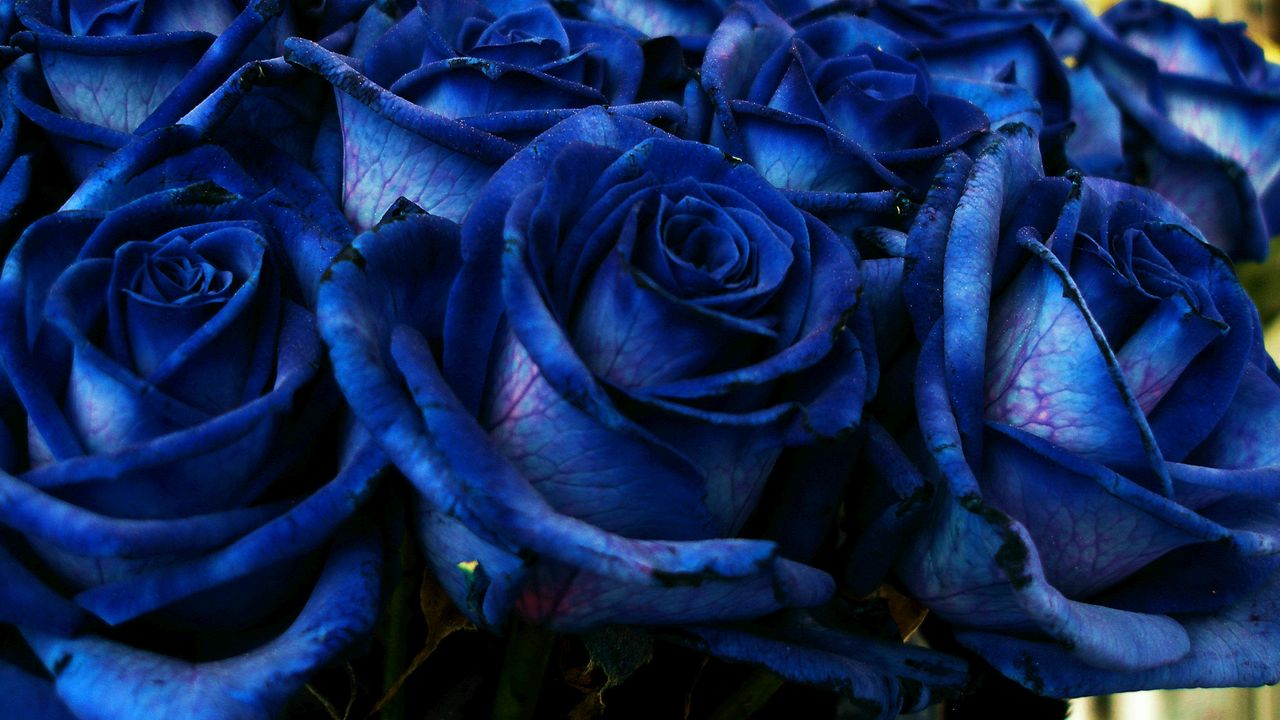 Wallpaper rose, blue, bouquet, buds