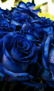 Preview wallpaper rose, blue, bouquet, buds