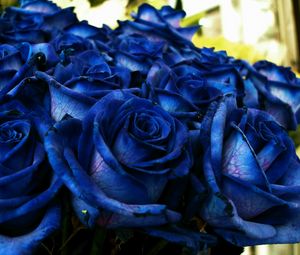 Preview wallpaper rose, blue, bouquet, buds