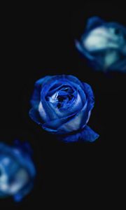 Preview wallpaper rose, blue, bud, flower