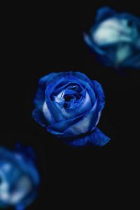 Preview wallpaper rose, blue, bud, flower
