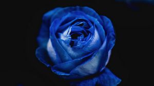 Preview wallpaper rose, blue, bud, flower