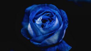 Preview wallpaper rose, blue, bud, flower