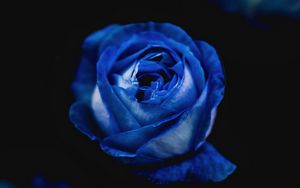 Preview wallpaper rose, blue, bud, flower