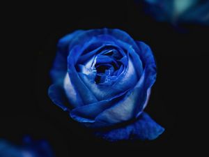 Preview wallpaper rose, blue, bud, flower