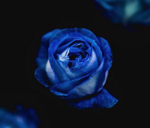 Preview wallpaper rose, blue, bud, flower