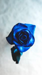 Preview wallpaper rose, blue, bud, flower, blur