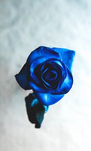 Preview wallpaper rose, blue, bud, flower, blur