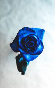 Preview wallpaper rose, blue, bud, flower, blur