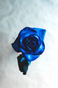Preview wallpaper rose, blue, bud, flower, blur