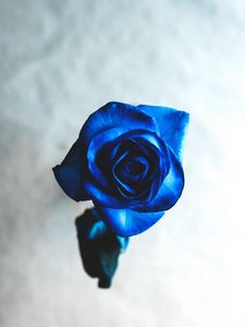 Preview wallpaper rose, blue, bud, flower, blur