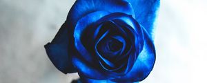 Preview wallpaper rose, blue, bud, flower, blur