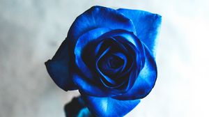 Preview wallpaper rose, blue, bud, flower, blur
