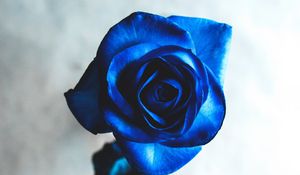 Preview wallpaper rose, blue, bud, flower, blur