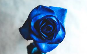 Preview wallpaper rose, blue, bud, flower, blur