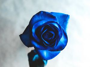 Preview wallpaper rose, blue, bud, flower, blur