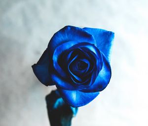 Preview wallpaper rose, blue, bud, flower, blur