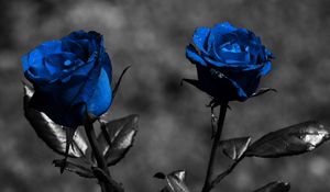 Preview wallpaper rose, blue, flowers, leaves, creative