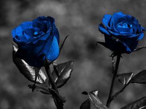 Preview wallpaper rose, blue, flowers, leaves, creative