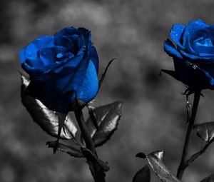 Preview wallpaper rose, blue, flowers, leaves, creative