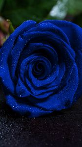 Preview wallpaper rose, blue rose, drops, bud