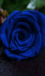 Preview wallpaper rose, blue rose, drops, bud