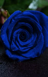 Preview wallpaper rose, blue rose, drops, bud