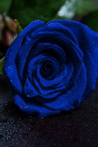 Preview wallpaper rose, blue rose, drops, bud