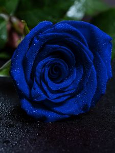 Preview wallpaper rose, blue rose, drops, bud