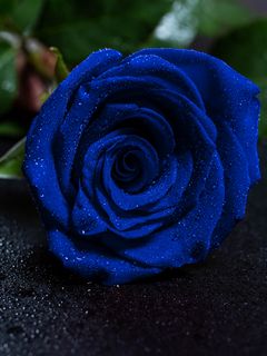 Download wallpaper 240x320 rose, blue rose, drops, bud old mobile, cell  phone, smartphone hd background