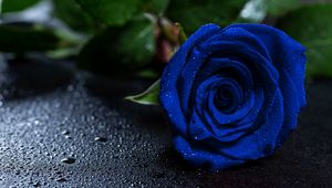 Preview wallpaper rose, blue rose, drops, bud