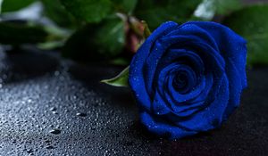 Preview wallpaper rose, blue rose, drops, bud