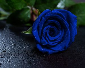 Preview wallpaper rose, blue rose, drops, bud