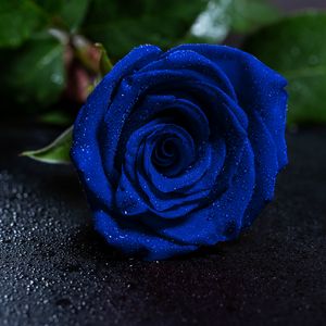 Preview wallpaper rose, blue rose, drops, bud