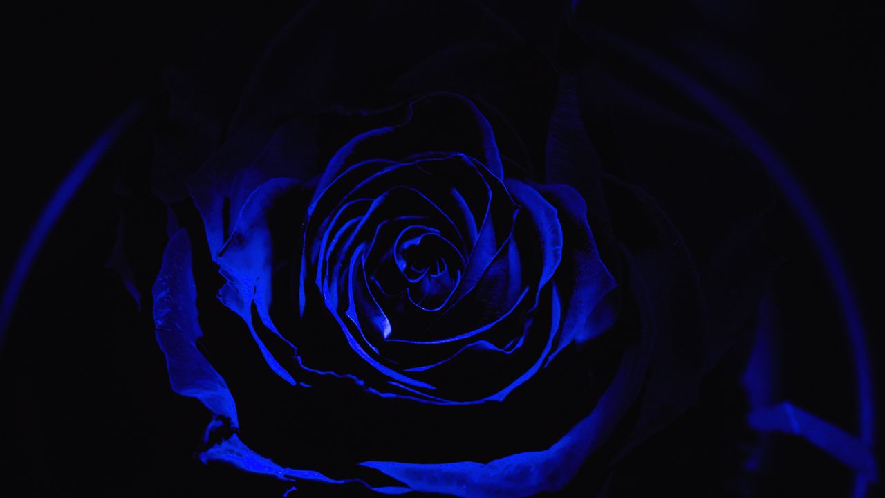Wallpaper rose, blue rose, petals, dark, bud