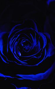 Preview wallpaper rose, blue rose, petals, dark, bud