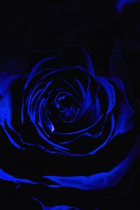 Preview wallpaper rose, blue rose, petals, dark, bud