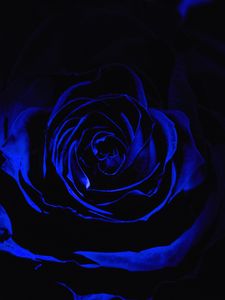 Preview wallpaper rose, blue rose, petals, dark, bud