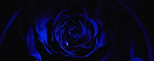 Preview wallpaper rose, blue rose, petals, dark, bud