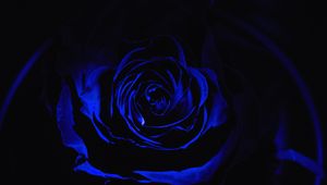 Preview wallpaper rose, blue rose, petals, dark, bud