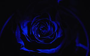 Preview wallpaper rose, blue rose, petals, dark, bud