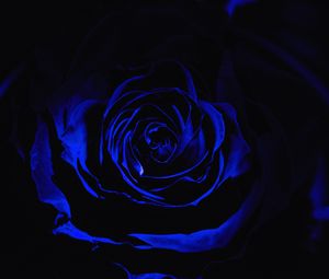 Preview wallpaper rose, blue rose, petals, dark, bud