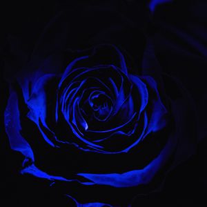 Preview wallpaper rose, blue rose, petals, dark, bud