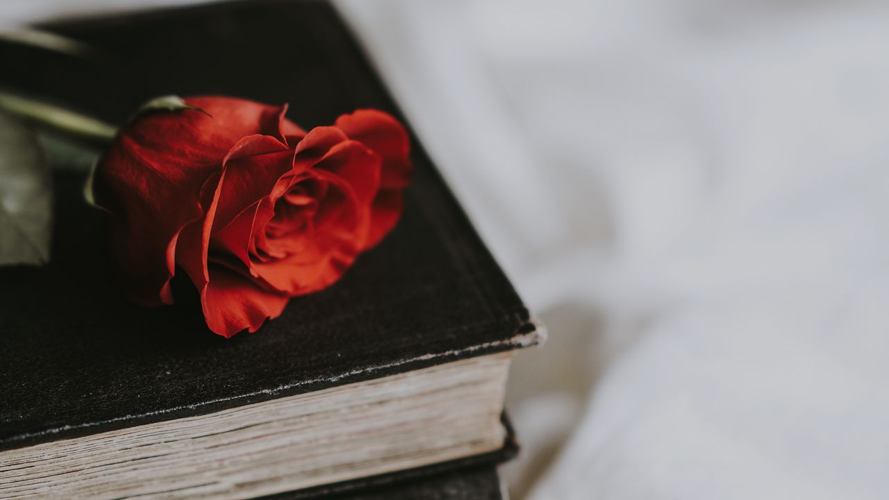 Wallpaper rose, book, flower, blur