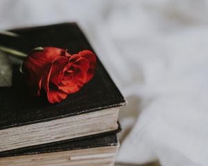 Preview wallpaper rose, book, flower, blur