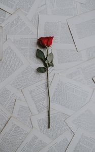 Preview wallpaper rose, books, texts