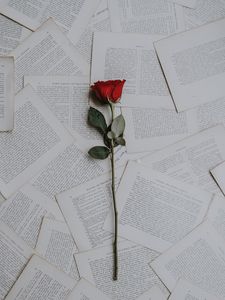 Preview wallpaper rose, books, texts